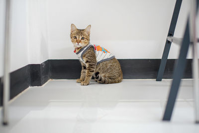 Portrait of tabby sitting against wall