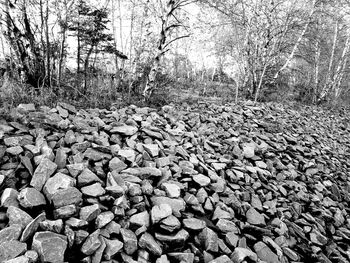 Stack of logs in forest