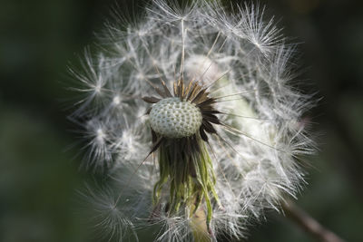 Close-up of dandelion