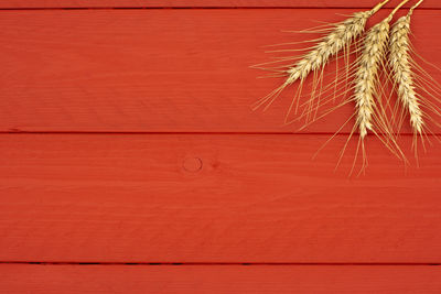 Full frame shot of red wall