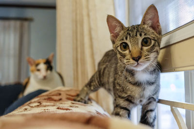 Portrait of tabby cat