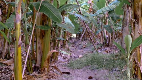 Close-up of bamboo plants on field