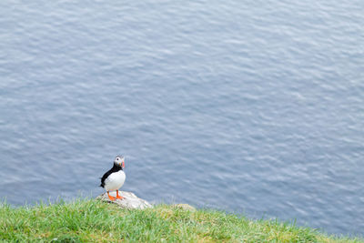 Close-up of bird perching on field