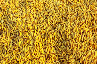 Full frame shot of fresh yellow beans