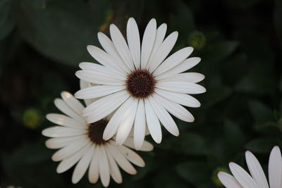Close-up of white flower