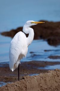 White bird perching on a beach