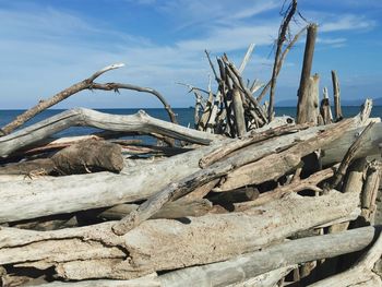 Close-up of driftwood on beach against sky