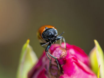 Close-up of insect on flower