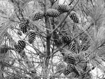 Plants growing in the dark