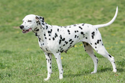 Close-up of dog on grass