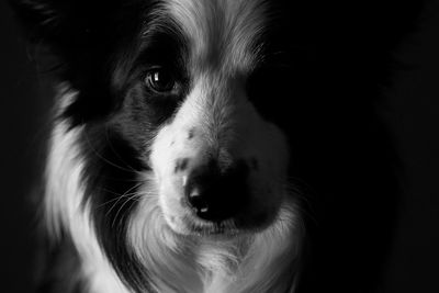 Close-up portrait of dog