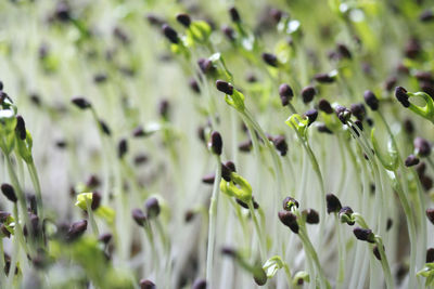 Full frame shot of flowering plants