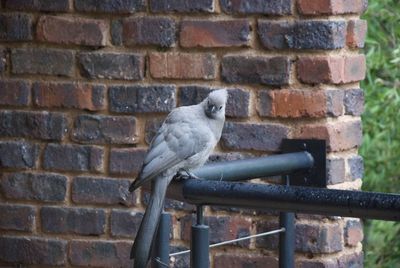 Close-up of bird perching against brick wall