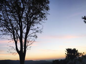 Silhouette bare tree against sky during sunset