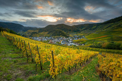 Scenic view of landscape against sky