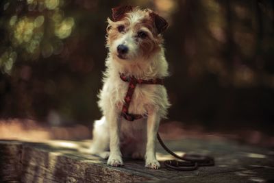 Portrait of dog standing outdoors