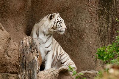 White tiger sitting by rock face at zoo