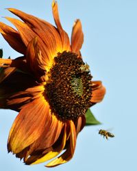 Low angle view of bees flying by sunflower against clear sky during sunny day