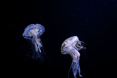 jellyfish