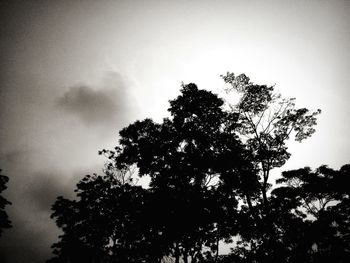 Low angle view of trees against sky