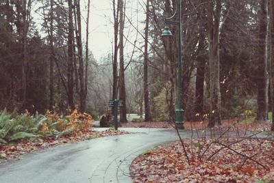 Road passing through forest