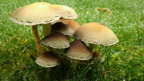 Close-up of mushroom on grass