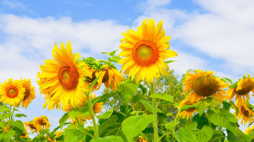 Close-up of yellow sunflower against sky