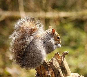 Close-up of squirrel on wood