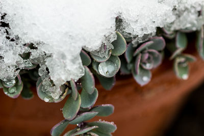 Close-up of frozen plant during winter