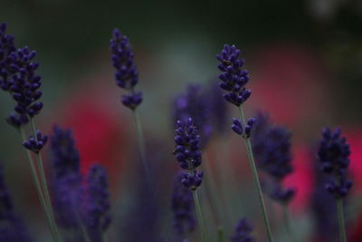 Close-up of purple flowers