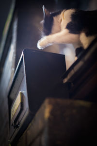 Cat looking away