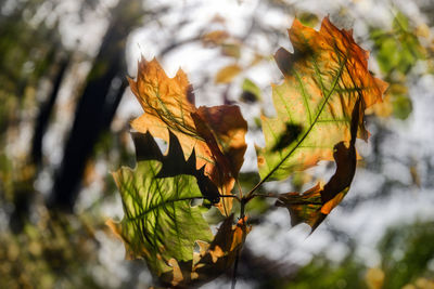 Close-up of maple leaves against blurred background