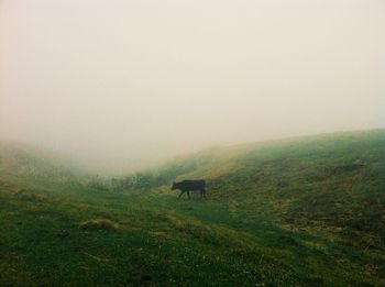 Scenic view of grassy field against sky