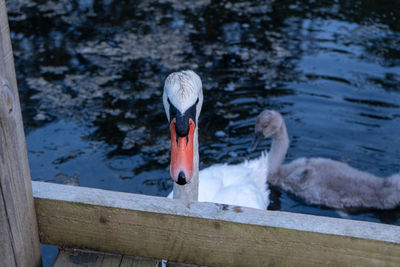 Close upon male mute swan head and beak