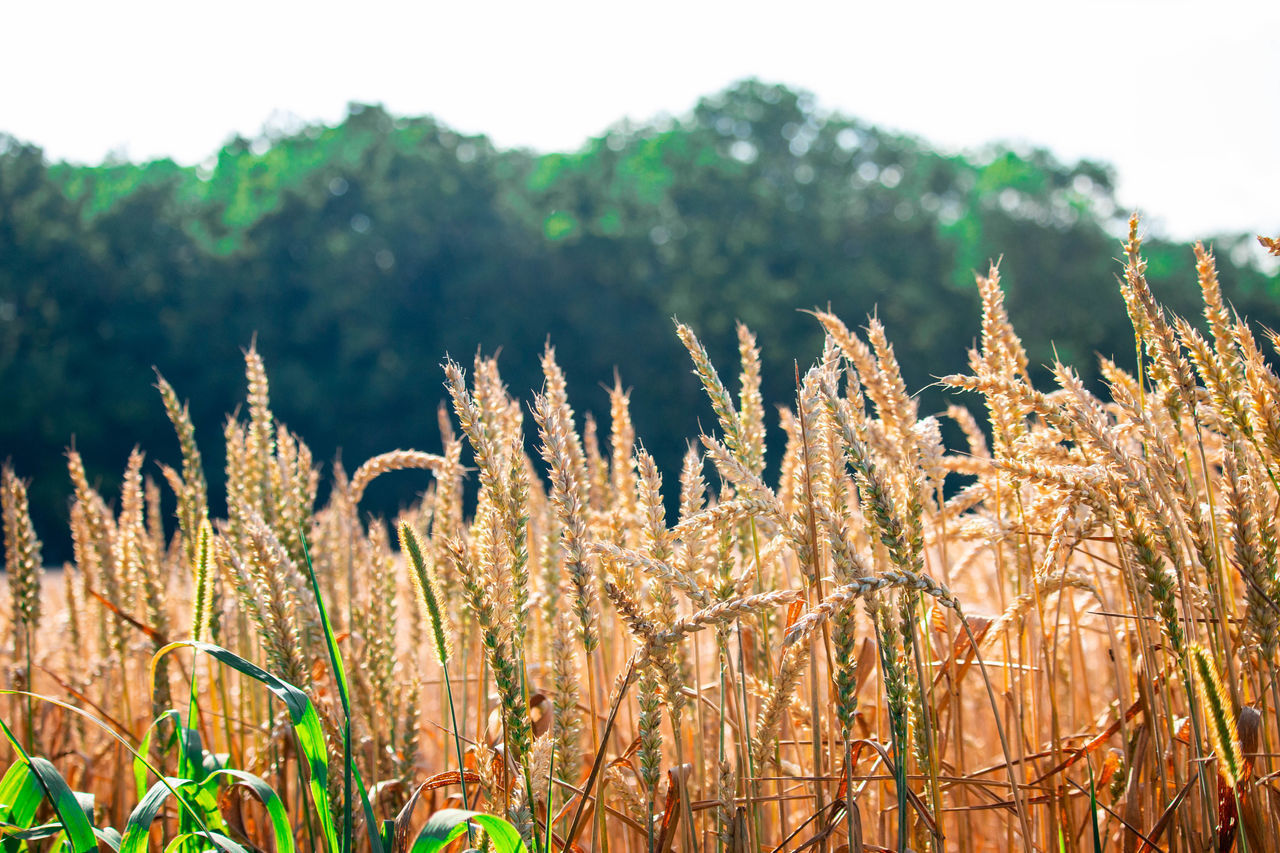 CLOSE-UP OF STALKS ON FIELD AGAINST SKY