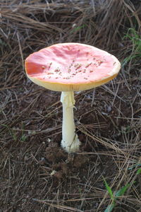 High angle view of mushroom growing on field