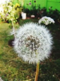 Close-up of dandelion flower