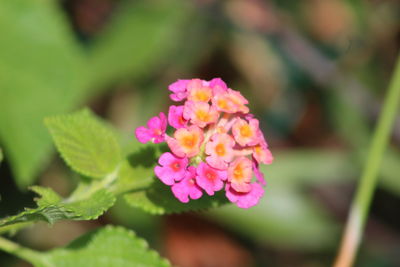 Close-up of pink flowers