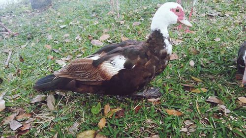 High angle view of duck on field