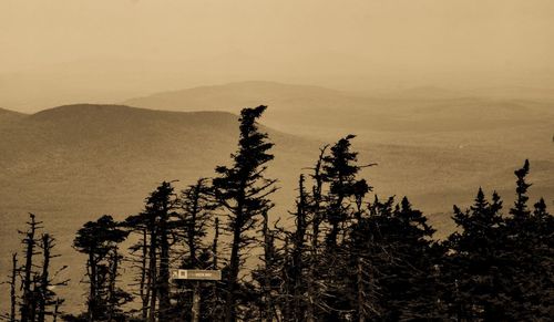 Silhouette tree on mountain against sky