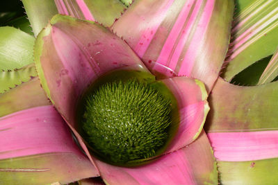 Close-up of pink flower