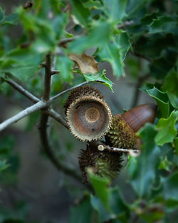 Close-up of shell on plant