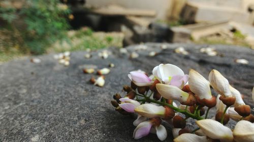 Close-up of frangipani on plant