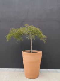 Close-up of potted plant on table against wall