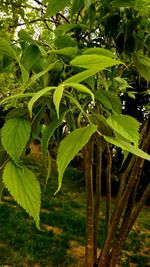 Close-up of fresh green leaves on field in forest