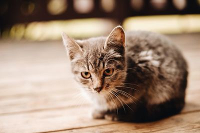 Close-up portrait of cat relaxing on wood