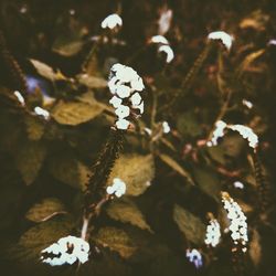 Close-up of white flowers