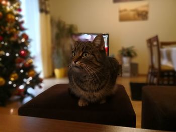 Close-up of cat sitting at home