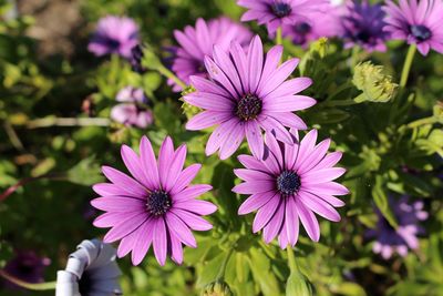 Close-up of pink osteospermums blooming in garden