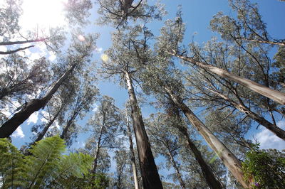 Low angle view of trees against sky